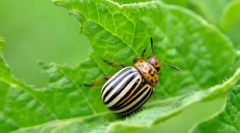 Колорадо картопляний жук